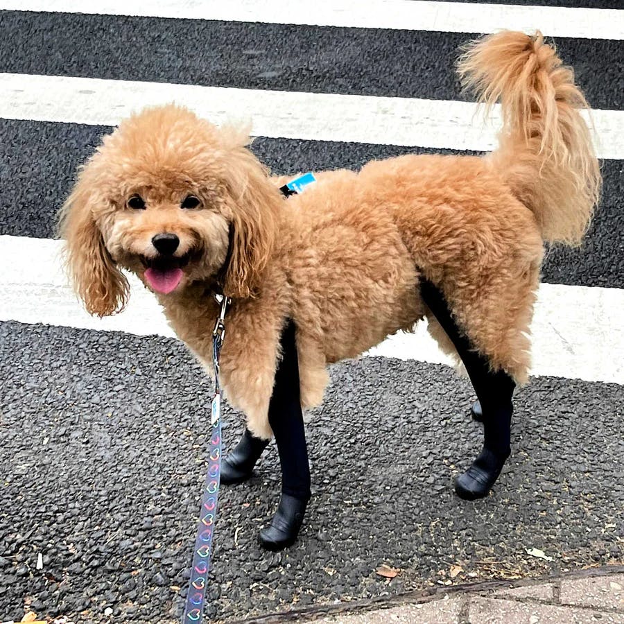 Teddythetiny Minigoldendoodle