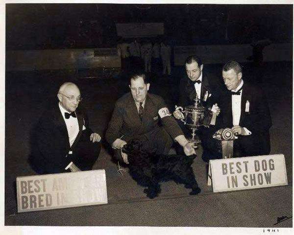 Old dog show photo