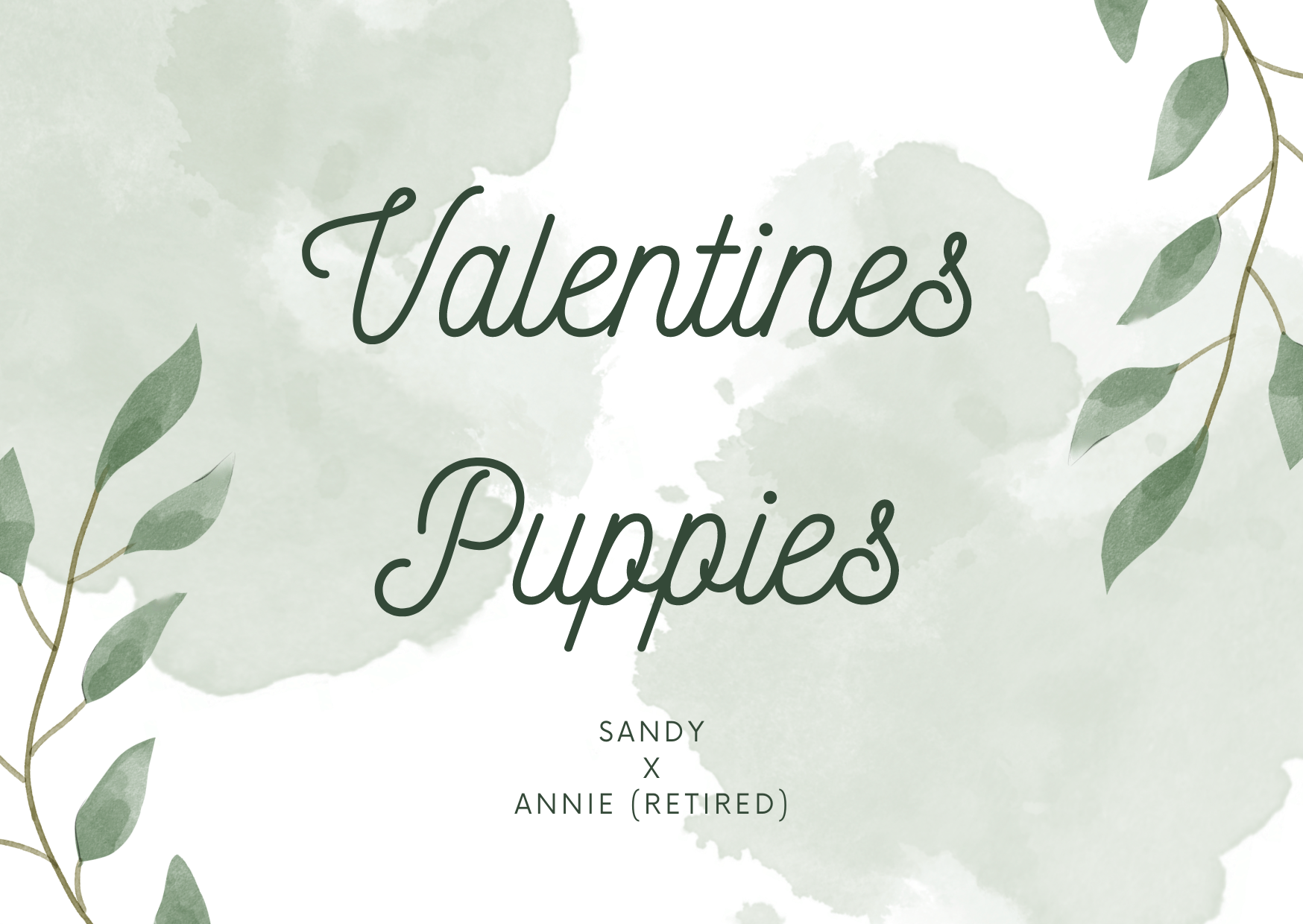 Valentines Puppies