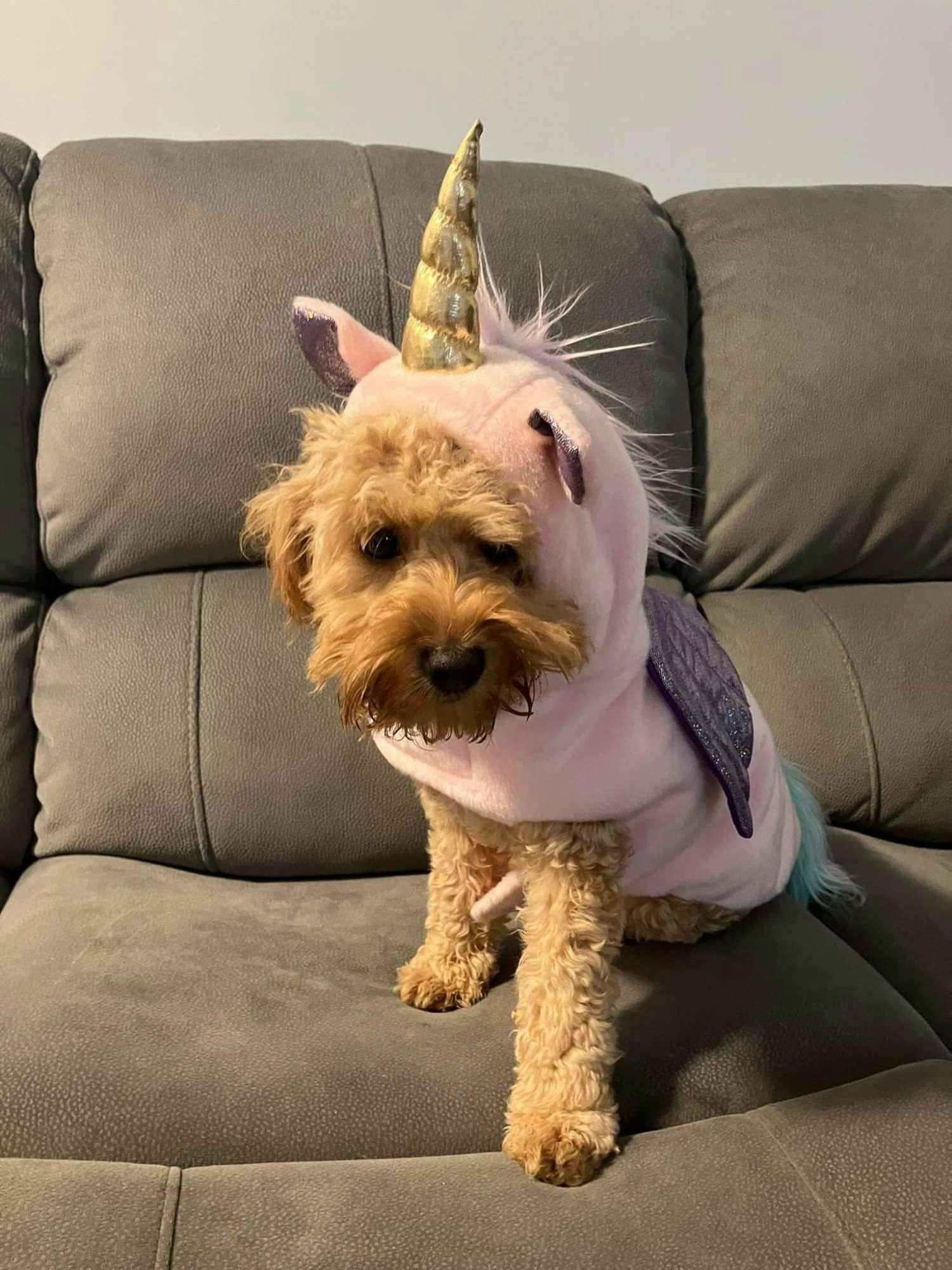 Dog in Halloween costume